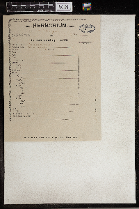 Claytonia virginica image
