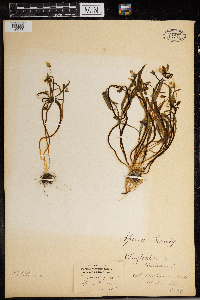 Claytonia virginica image