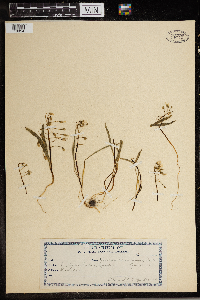 Claytonia caroliniana image