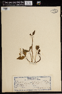 Claytonia lanceolata image