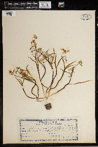 Claytonia virginica image