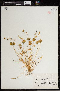 Thumbnail image of current specimen