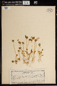 Thumbnail image of current specimen