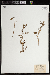 Portulaca oleracea image