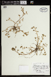 Portulaca oleracea image