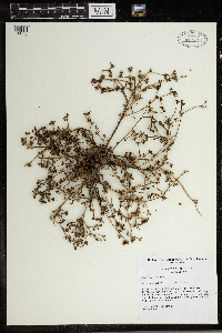 Portulaca oleracea image