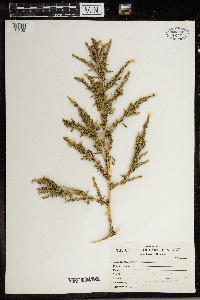 Amaranthus albus image