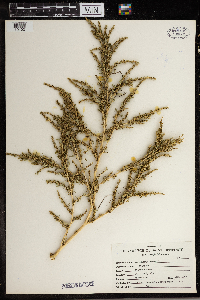 Amaranthus albus image