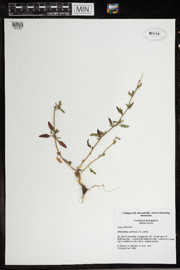 Amaranthus arenicola image