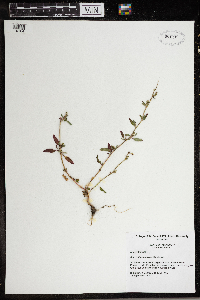 Media resource of Amaranthus arenicola