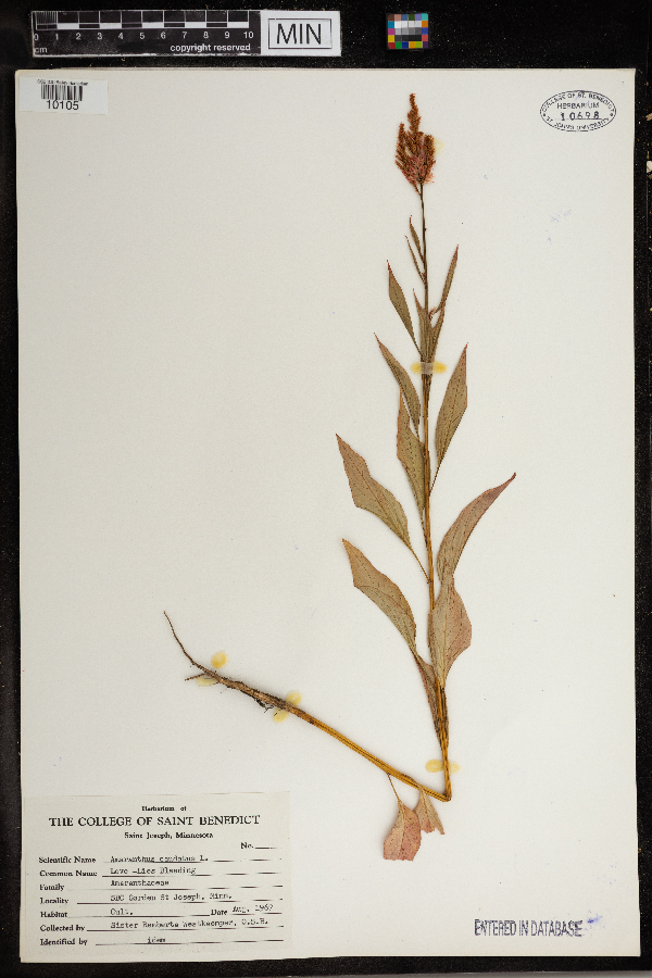 Amaranthus caudatus image