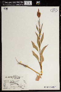 Media resource of Amaranthus caudatus
