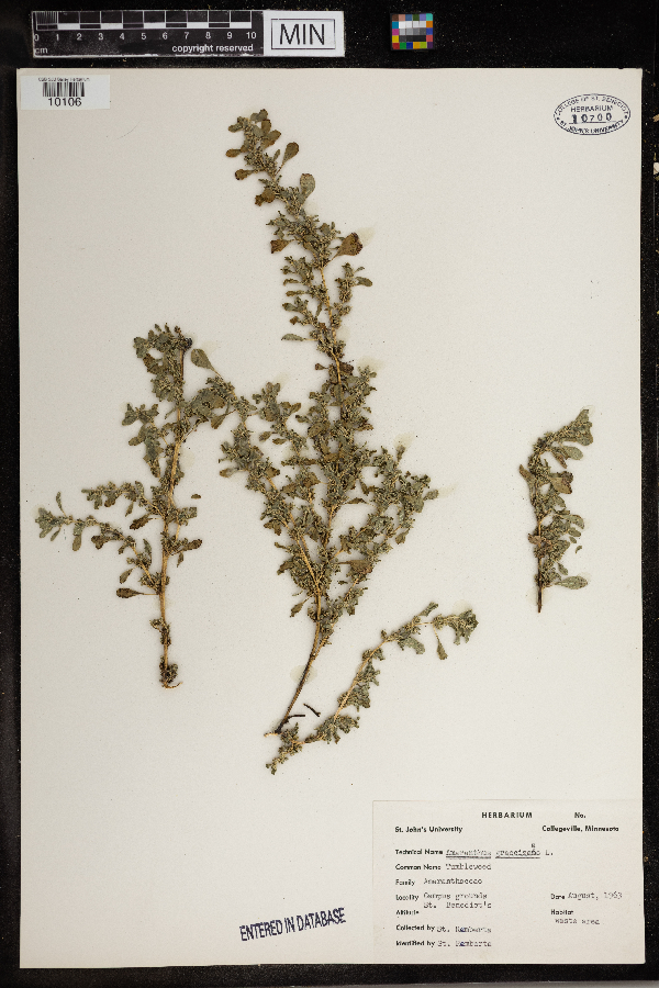 Amaranthus graecizans image