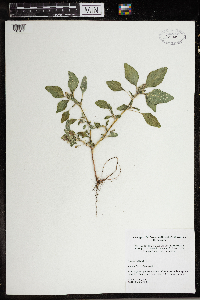 Amaranthus retroflexus image