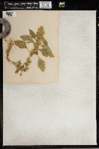 Amaranthus retroflexus image