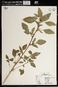 Amaranthus retroflexus image