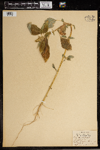 Amaranthus retroflexus image