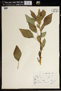 Amaranthus retroflexus image