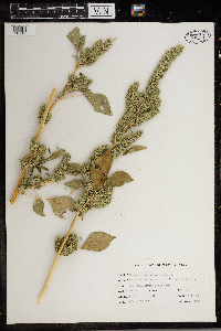 Amaranthus retroflexus image