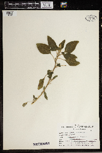 Amaranthus retroflexus image