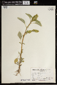 Amaranthus retroflexus image