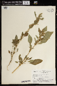 Amaranthus retroflexus image