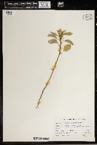Amaranthus retroflexus image