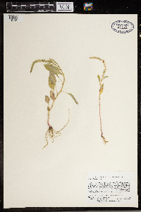 Media resource of Amaranthus tuberculatus