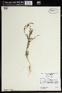 Amaranthus tuberculatus image