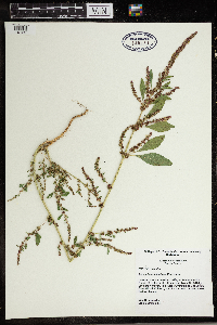 Amaranthus tuberculatus image