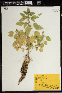 Amaranthus albus image