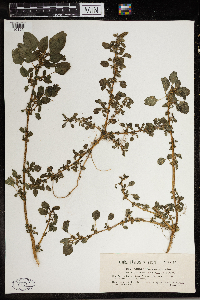 Thumbnail image of current specimen