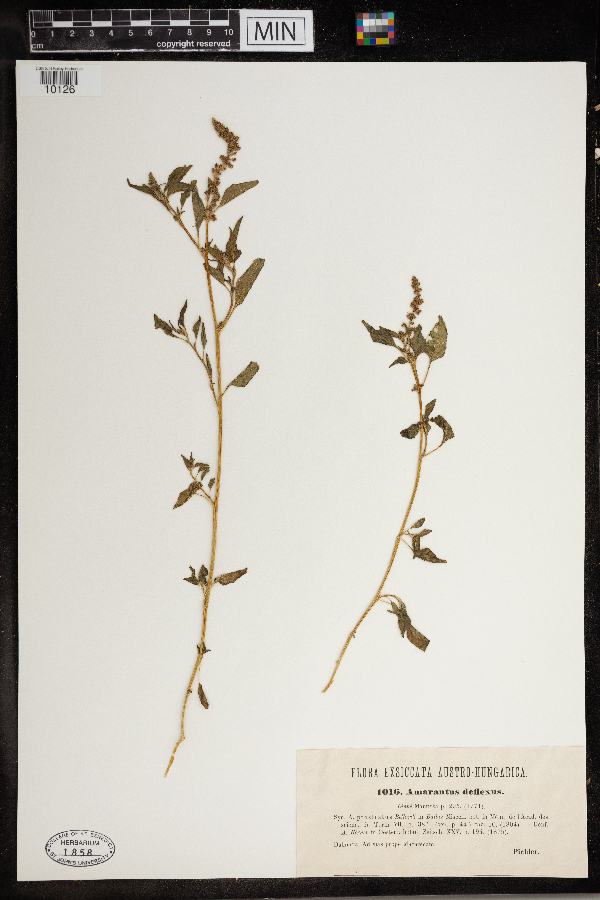 Amaranthus deflexus image