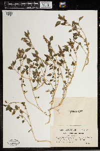 Amaranthus deflexus image