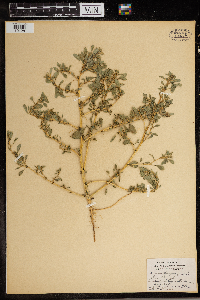 Amaranthus graecizans image