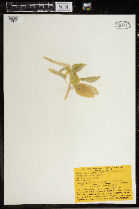 Thumbnail image of current specimen
