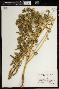 Amaranthus palmeri image