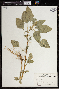 Amaranthus retroflexus image