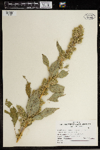 Amaranthus retroflexus image