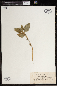 Cystopus bliti image