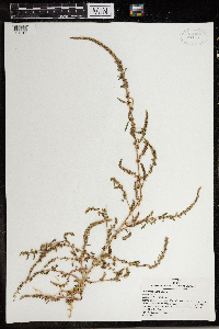 Amaranthus tuberculatus image
