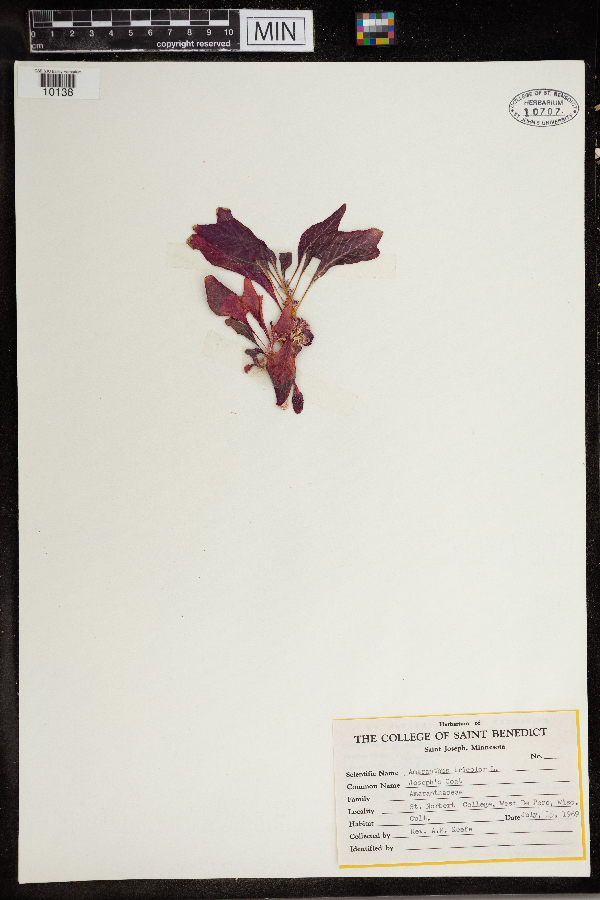 Amaranthus tricolor image