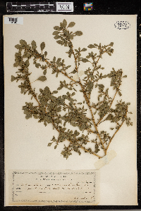 Amaranthus albus image