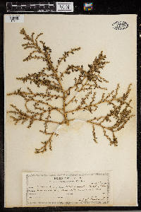 Amaranthus blitoides image