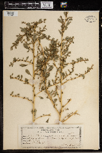 Amaranthus graecizans image
