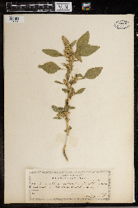 Amaranthus retroflexus image
