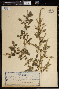 Amaranthus spinosus image
