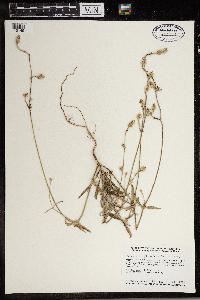 Froelichia floridana image