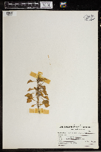 Thumbnail image of current specimen