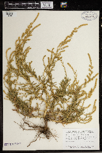Kochia scoparia image